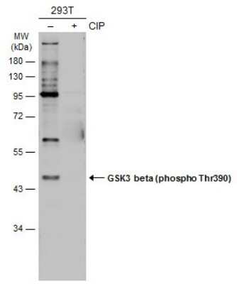 Western Blot: GSK-3 beta [p Ser390] Antibody [NBP3-13303]